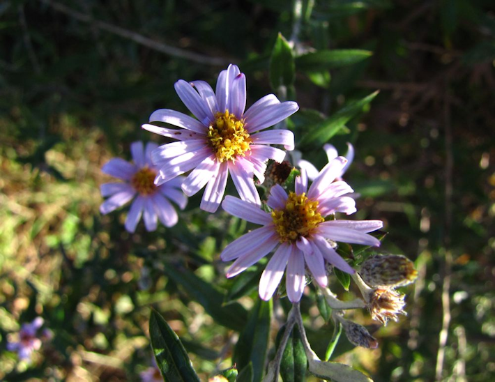 athrixia phylicoides